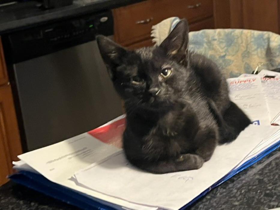 Finn, adopted, Young Male Domestic Short Hair.