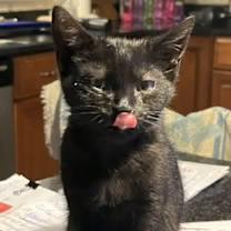 Finn, an adopted Domestic Short Hair in Riverside, RI image 3/3
