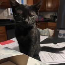 Finn, an adopted Domestic Short Hair in Riverside, RI image 2/3