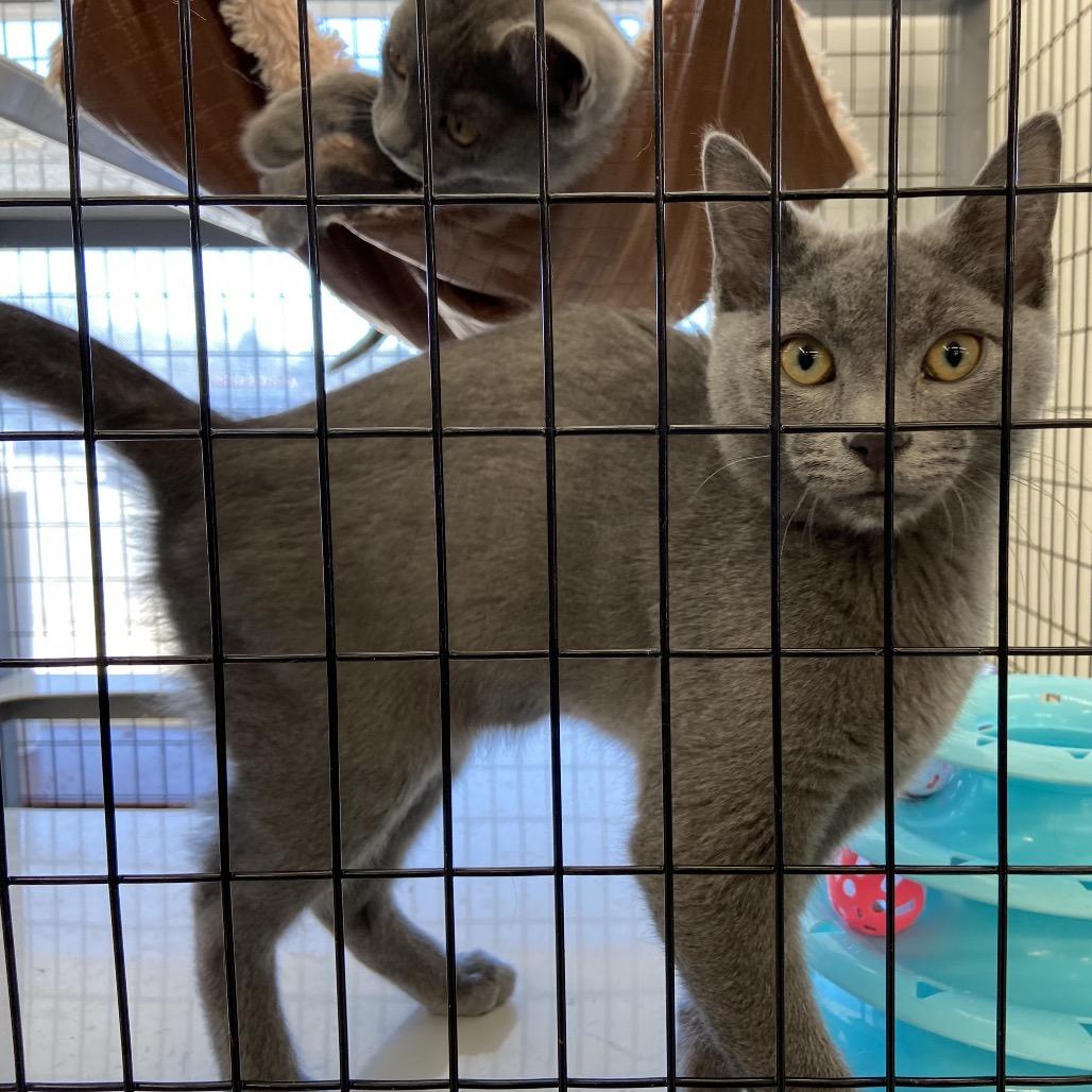 Vader (bonded with princess Leia)