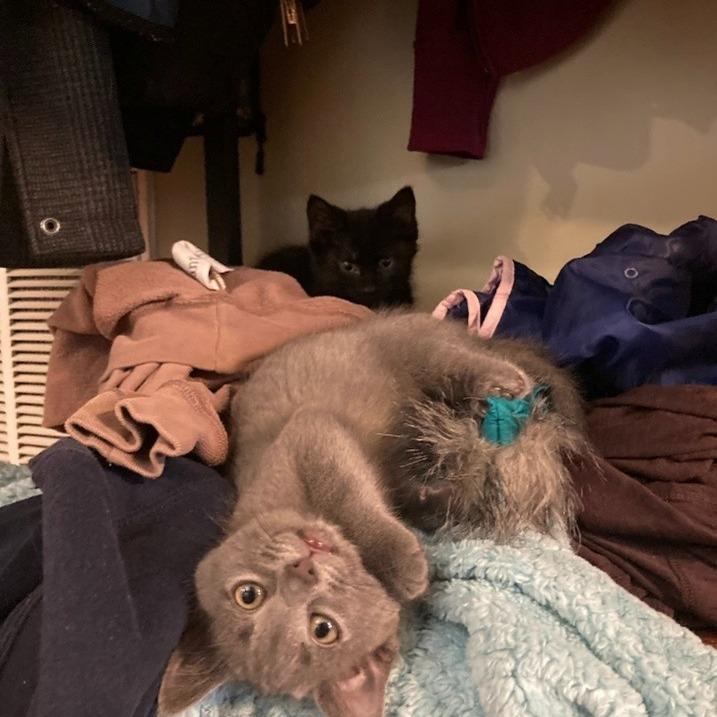 Vader (bonded with princess Leia) — thumbnail 2