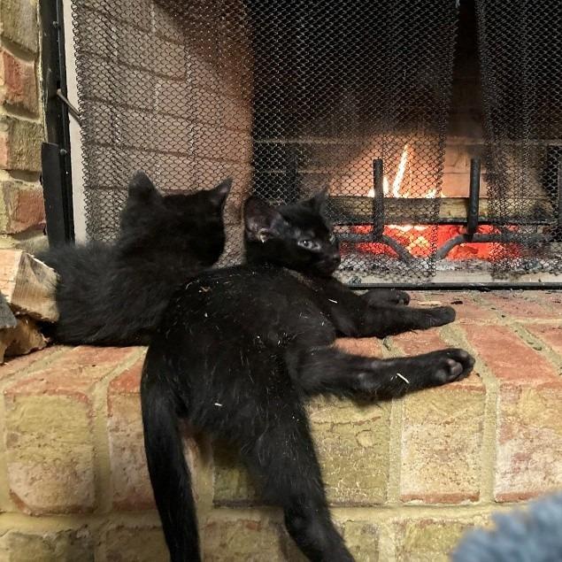 Vader (bonded with princess Leia) — thumbnail 3