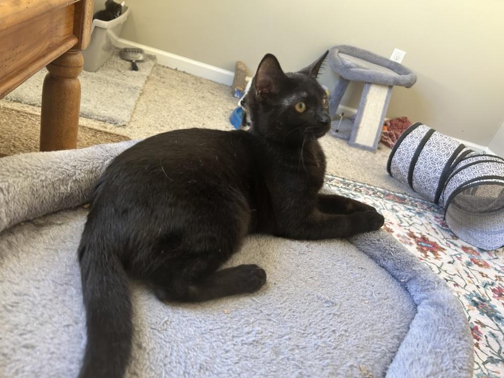 Enlarge Penelope, a Adoptable mixed breed in Mooresville, NC image 1/3