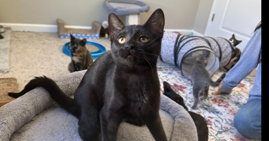 Enlarge Penelope, a Adoptable mixed breed in Mooresville, NC image 2/3