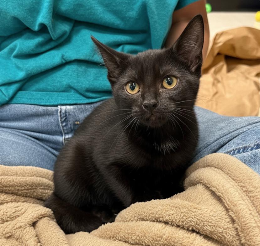 Enlarge Penelope, a Adoptable mixed breed in Mooresville, NC image 3/3