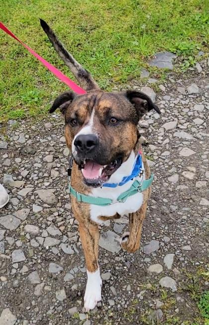Enlarge Cosmo, a Adoptable mixed breed in Elmira, NY image 1/1