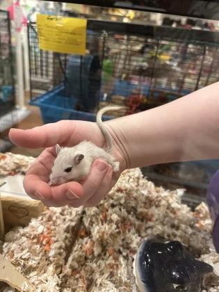 Buffy, Young Female Gerbil