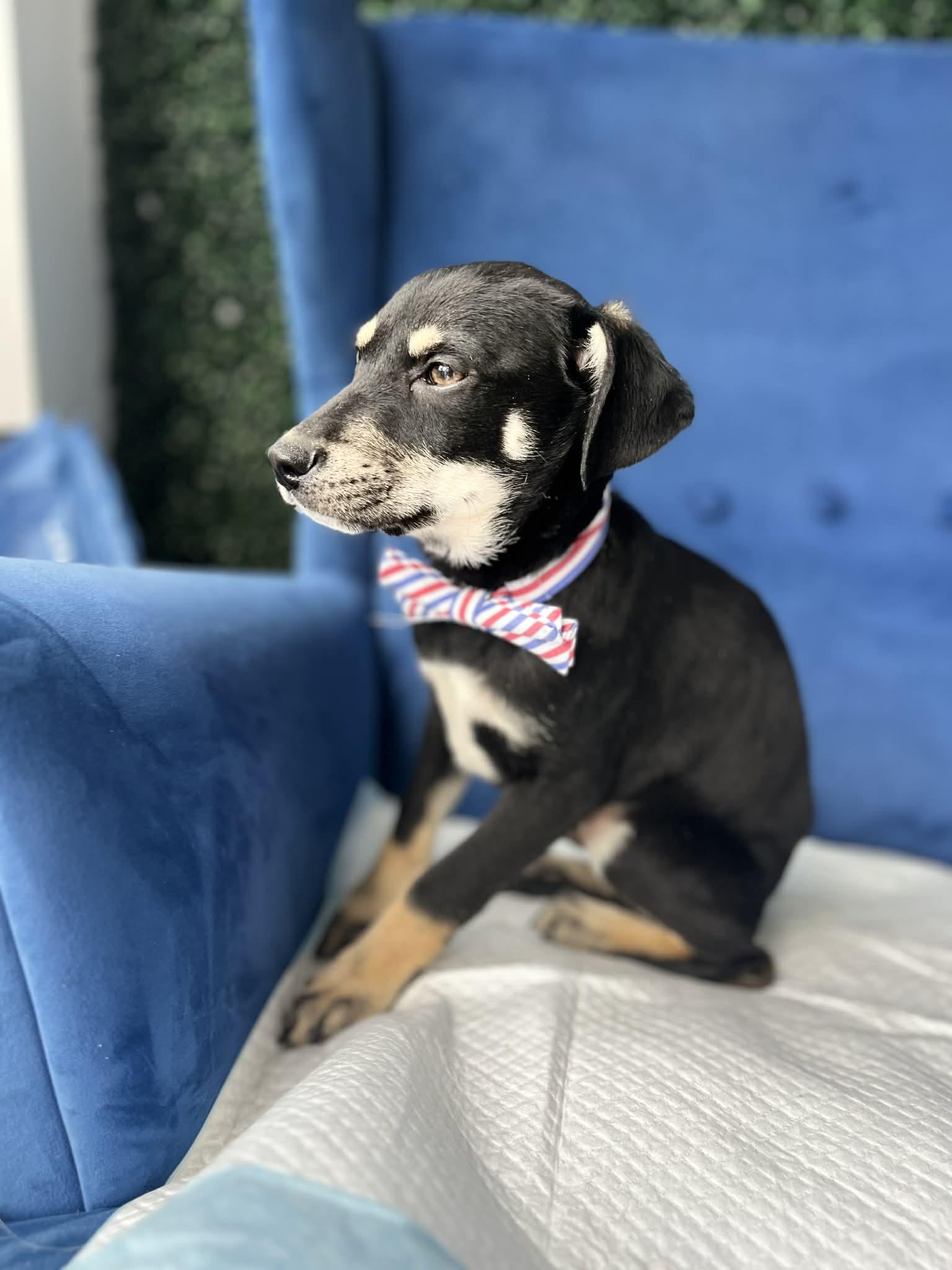 Enlarge Smokey, a ADOPTABLE mixed breed in Poway, CA image 2/5