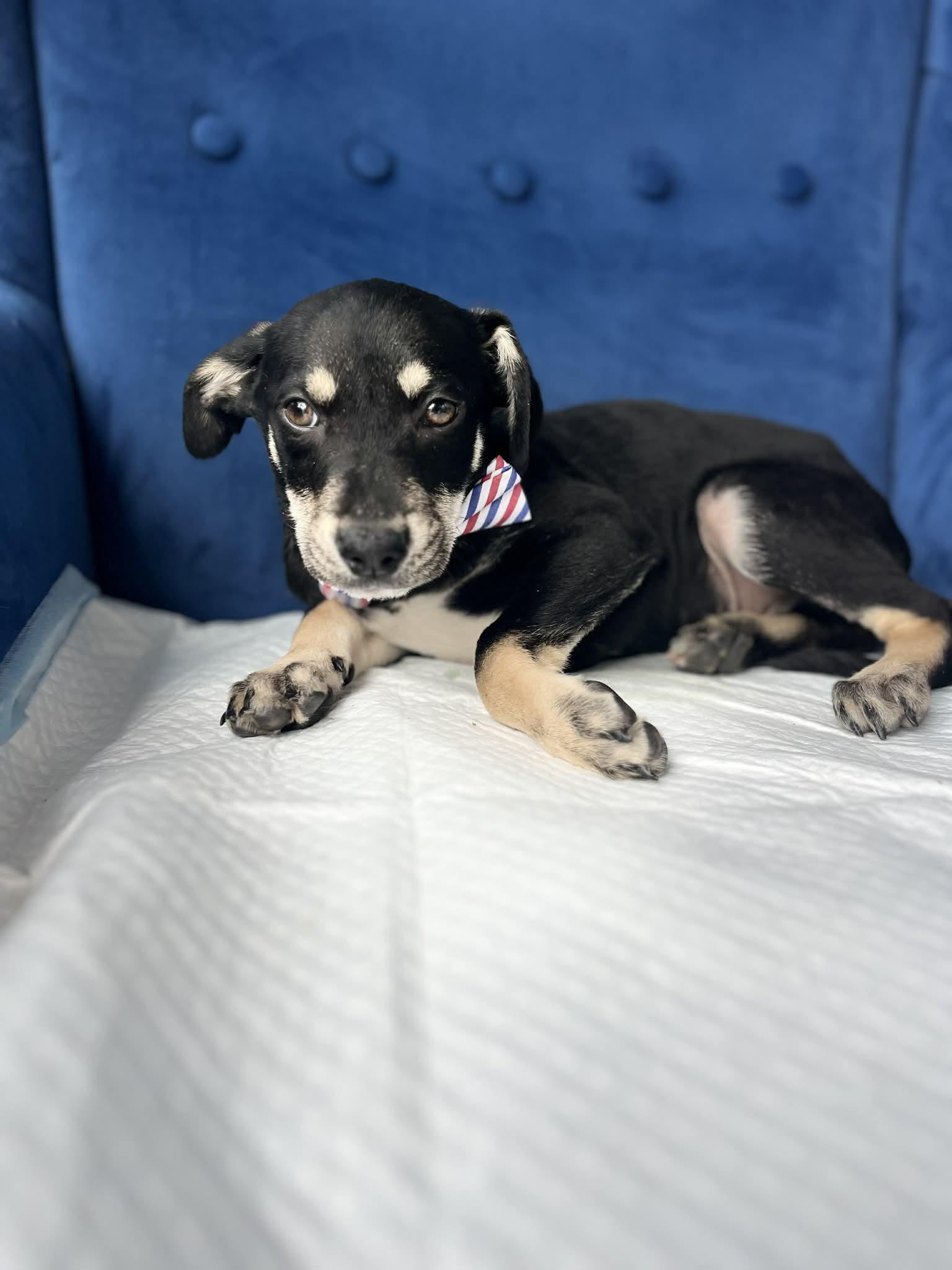 Enlarge Smokey, a ADOPTABLE mixed breed in Poway, CA image 5/5