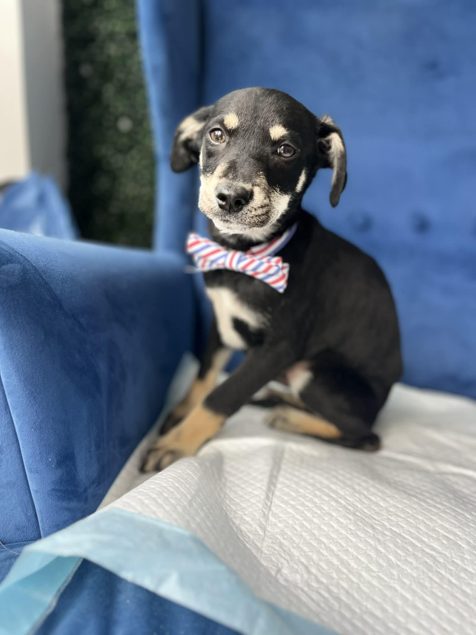 Enlarge Smokey, a ADOPTABLE mixed breed in Poway, CA image 3/5