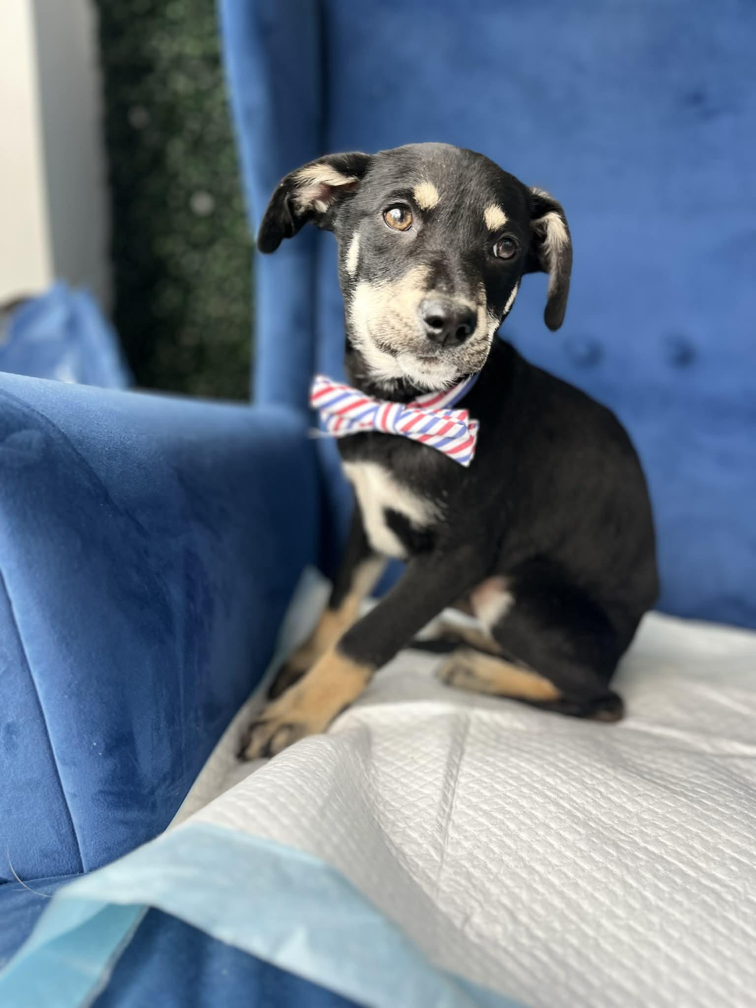 Enlarge Smokey, a ADOPTABLE mixed breed in Poway, CA image 4/5