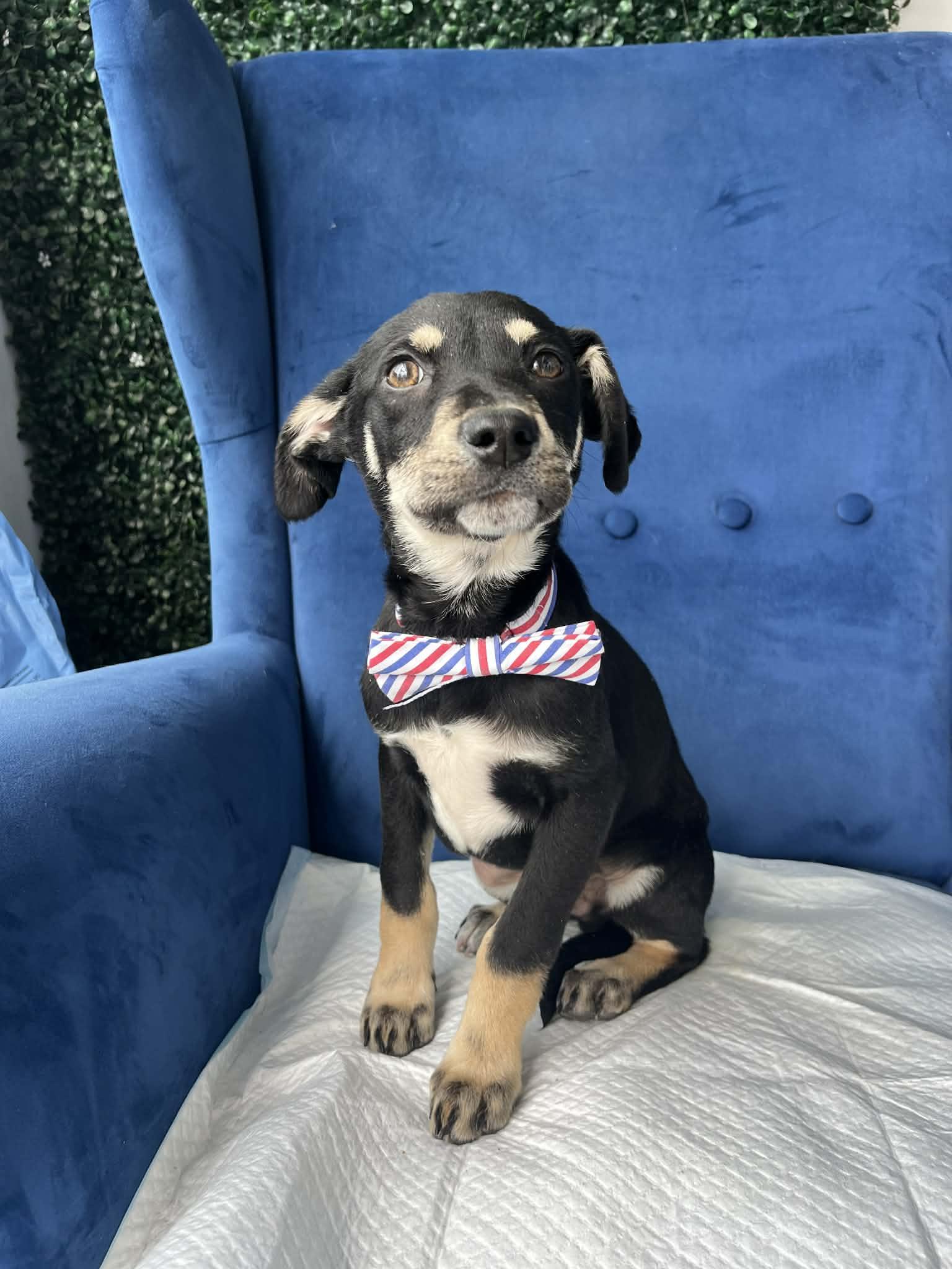 Smokey, ADOPTABLE, Puppy Male Shepherd.