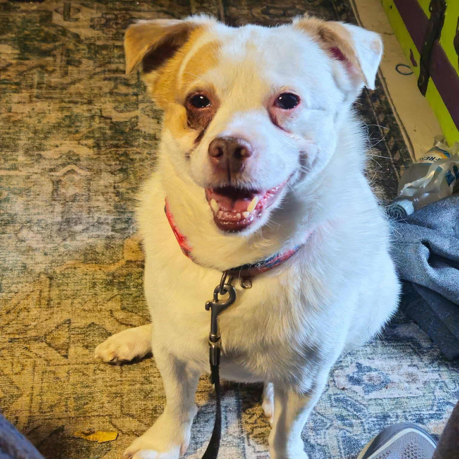 Theo, ADOPTABLE, Adult Male Mixed Breed.