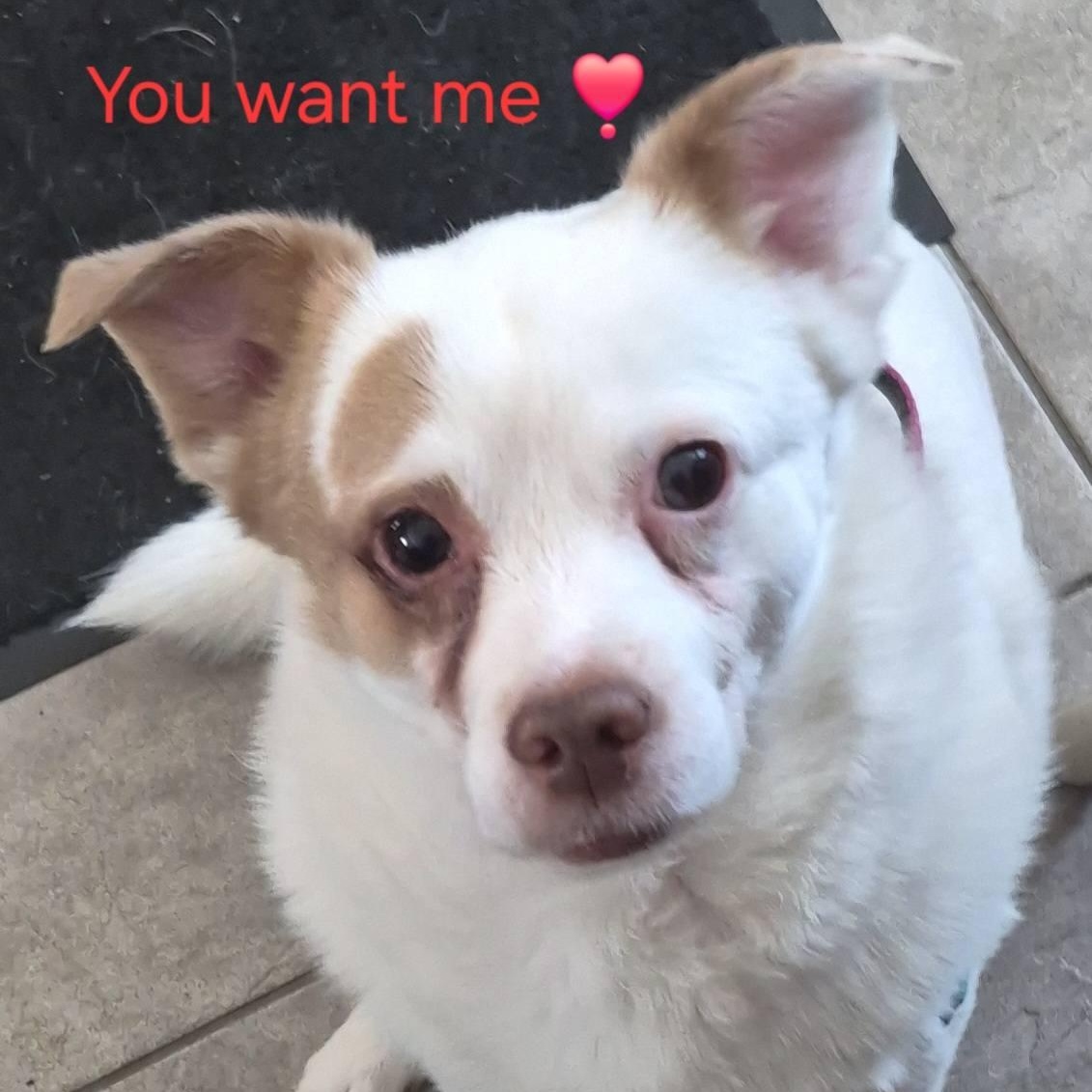 Enlarge Theo, a ADOPTABLE Mixed Breed in Woolwich, ME image 3/3