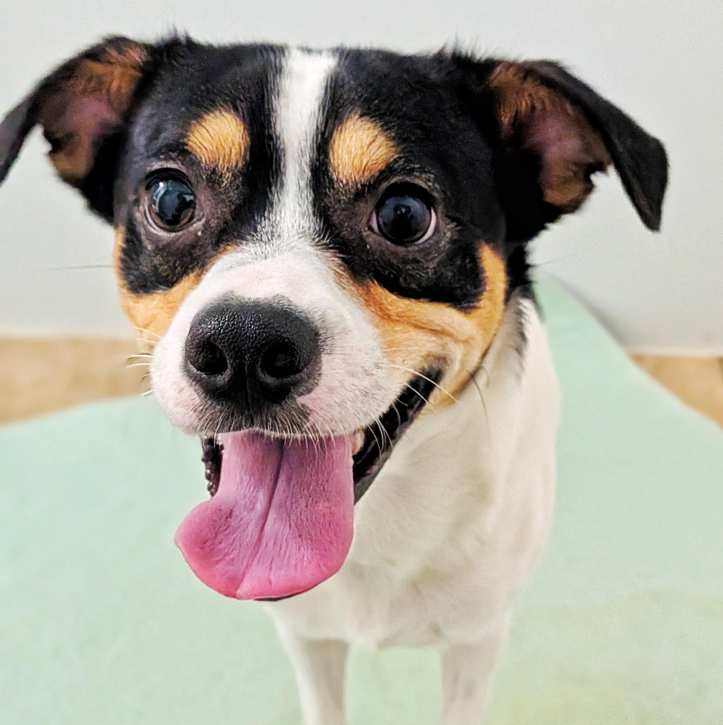 Enlarge Jack, a Adoptable mixed breed in Eustis, FL image 1/1
