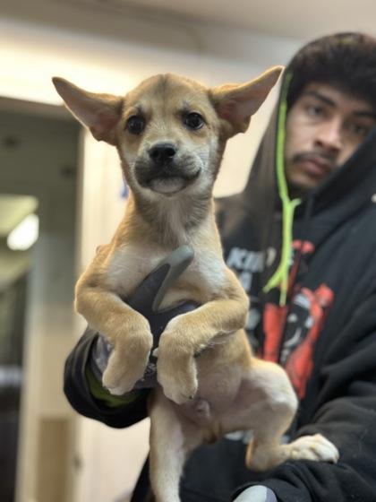 Enlarge Pork Rind, a Adoptable mixed breed in Moses Lake, WA image 1/1