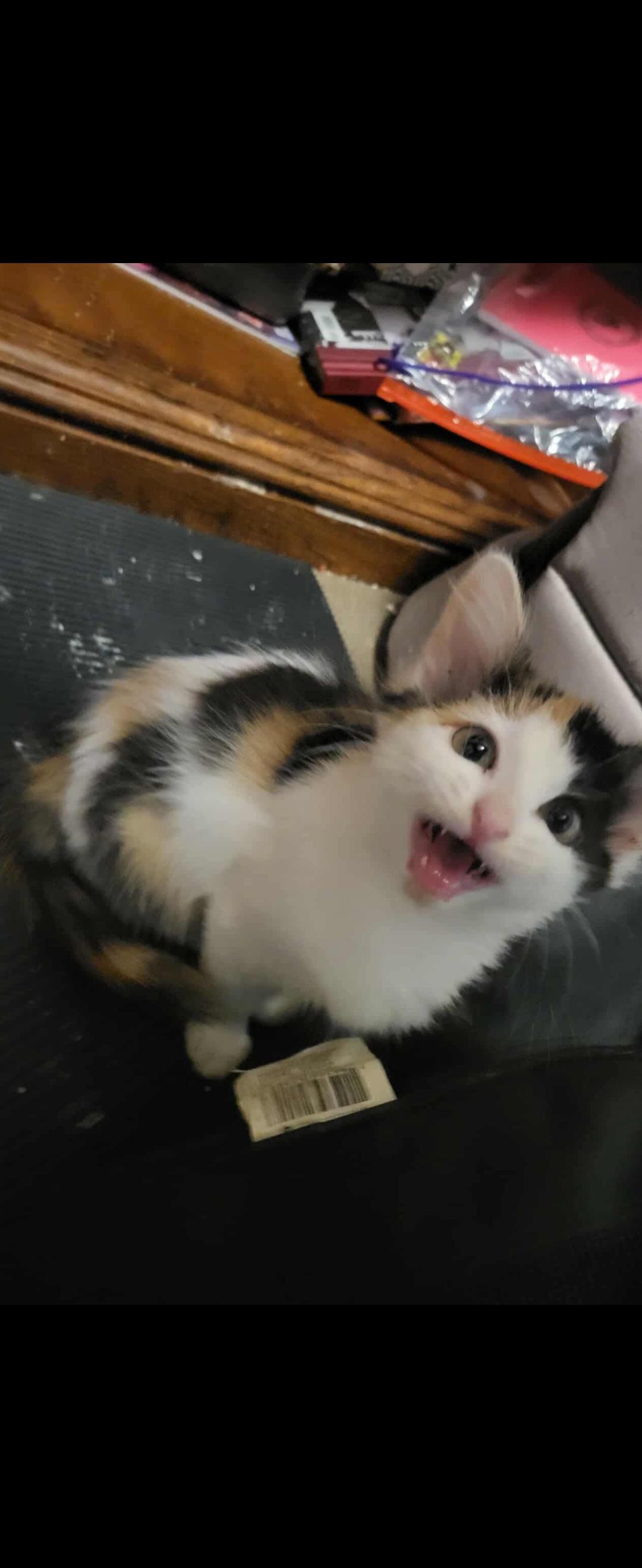 Smore, an adopted Calico in Mabank, TX image 1/2