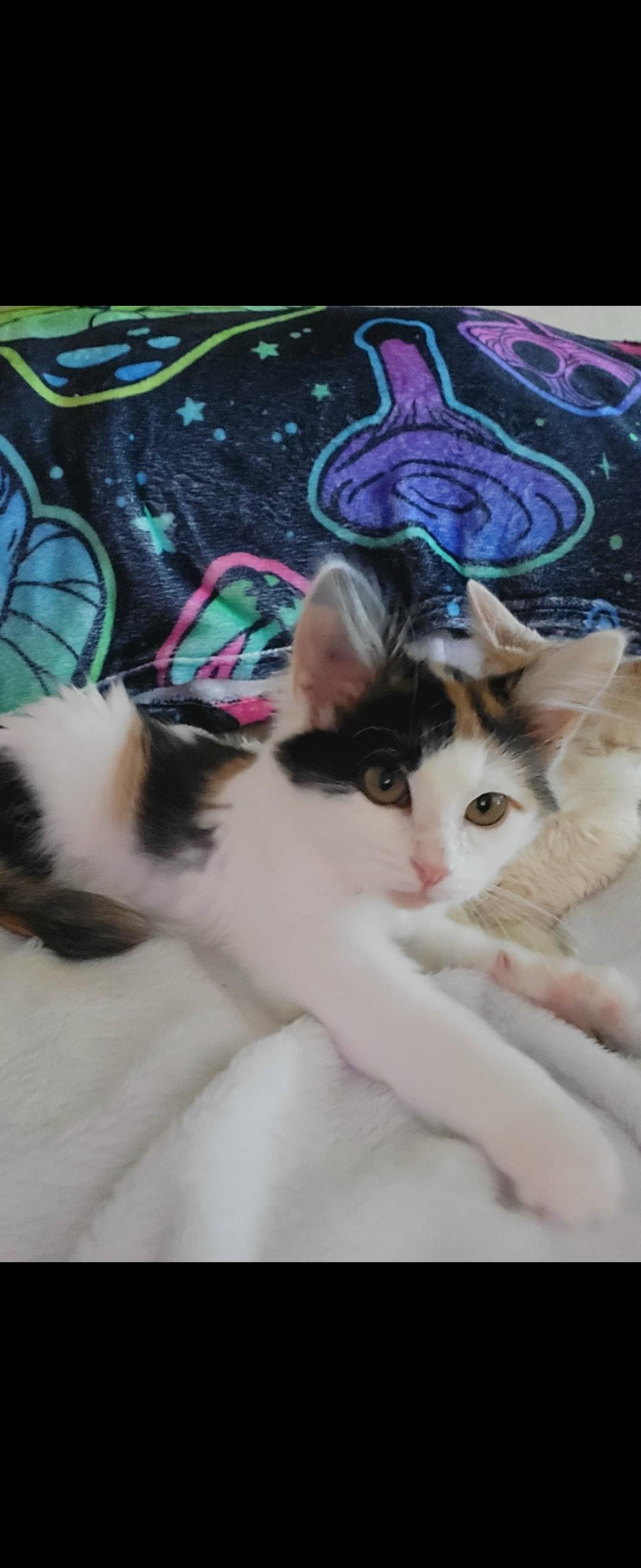 Smore, an adopted Calico in Mabank, TX image 2/2