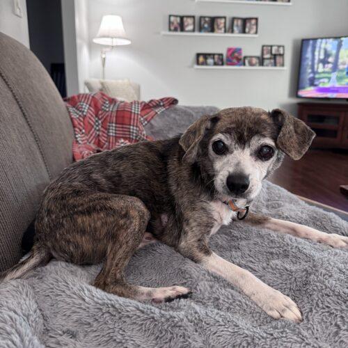 Ben, Adoptable, Senior Male Beagle & Chihuahua.