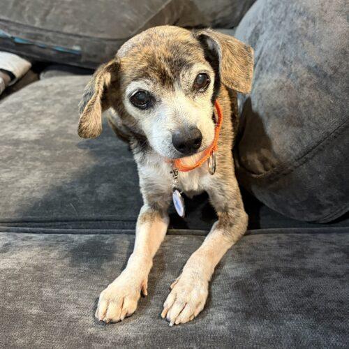 Enlarge Ben, a Adoptable mixed breed in Lincolnshire, IL image 2/4
