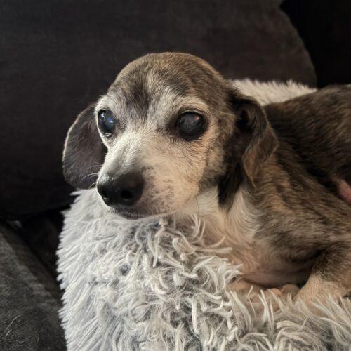 Enlarge Ben, a Adoptable mixed breed in Lincolnshire, IL image 3/4