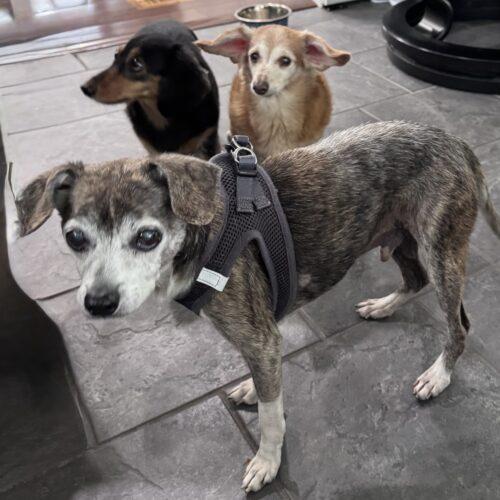 Enlarge Ben, a Adoptable mixed breed in Lincolnshire, IL image 4/4