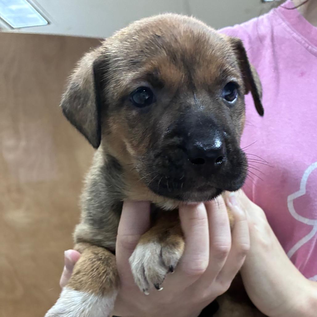 Saffron, Adoptable, Puppy Female Chihuahua & Mixed Breed.