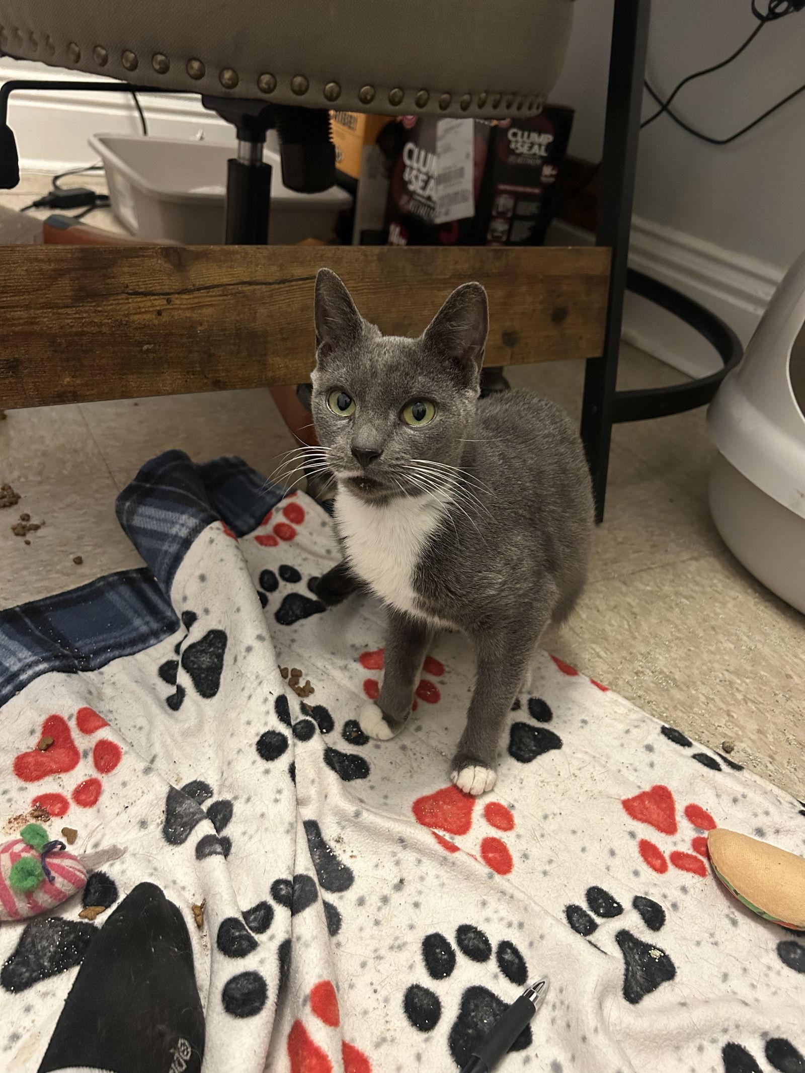 Berlioz, Adoptable, Adult Female Domestic Short Hair.