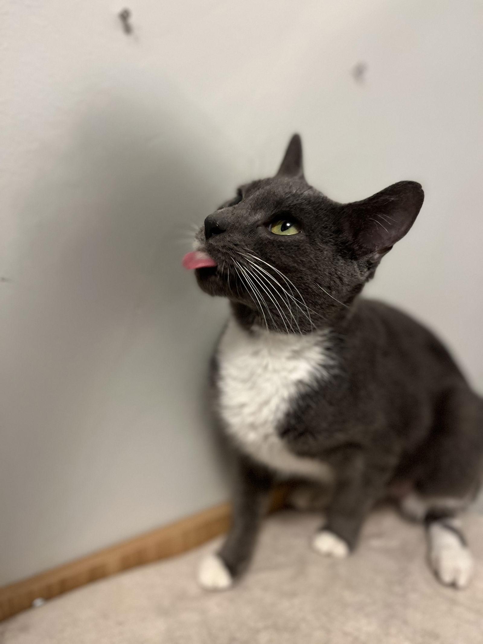 Enlarge Berlioz, a Adoptable Domestic Short Hair in Tonawanda, NY image 2/3