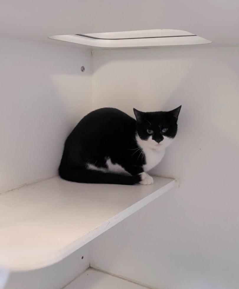 Sweet Potato, Adoptable, Young Female Domestic Short Hair.