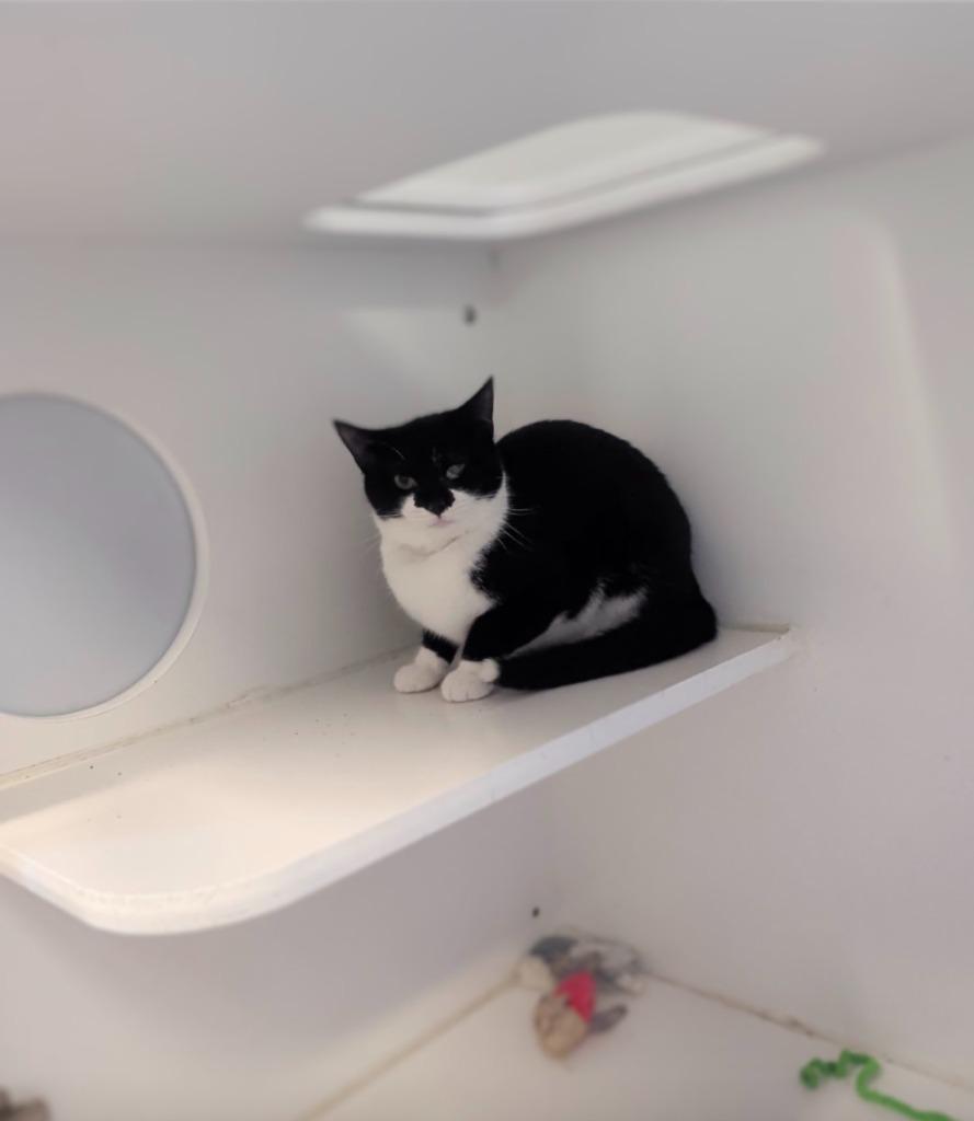 Enlarge Sweet Potato, a Adoptable mixed breed in Prairie du Chien, WI image 2/3