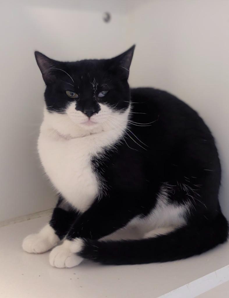 Enlarge Sweet Potato, a Adoptable mixed breed in Prairie du Chien, WI image 3/3