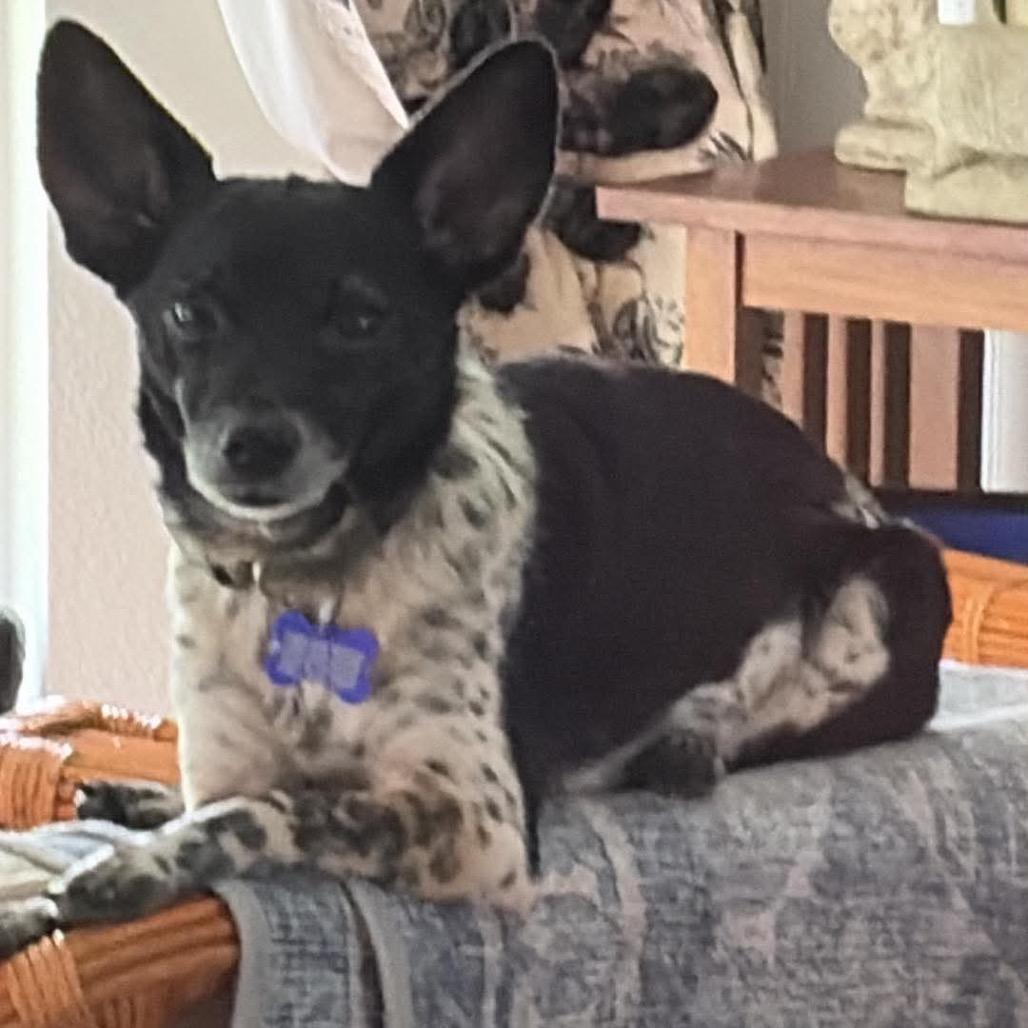Moochie aka Russell Scout, a Adoptable mixed breed in Gulfport, MS image 1/6