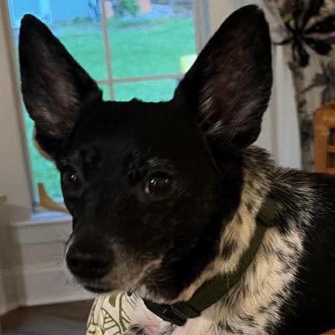 Moochie aka Russell Scout, a Adoptable mixed breed in Gulfport, MS image 4/6