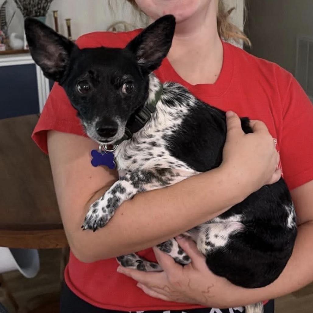 Moochie aka Russell Scout, a Adoptable mixed breed in Gulfport, MS image 6/6