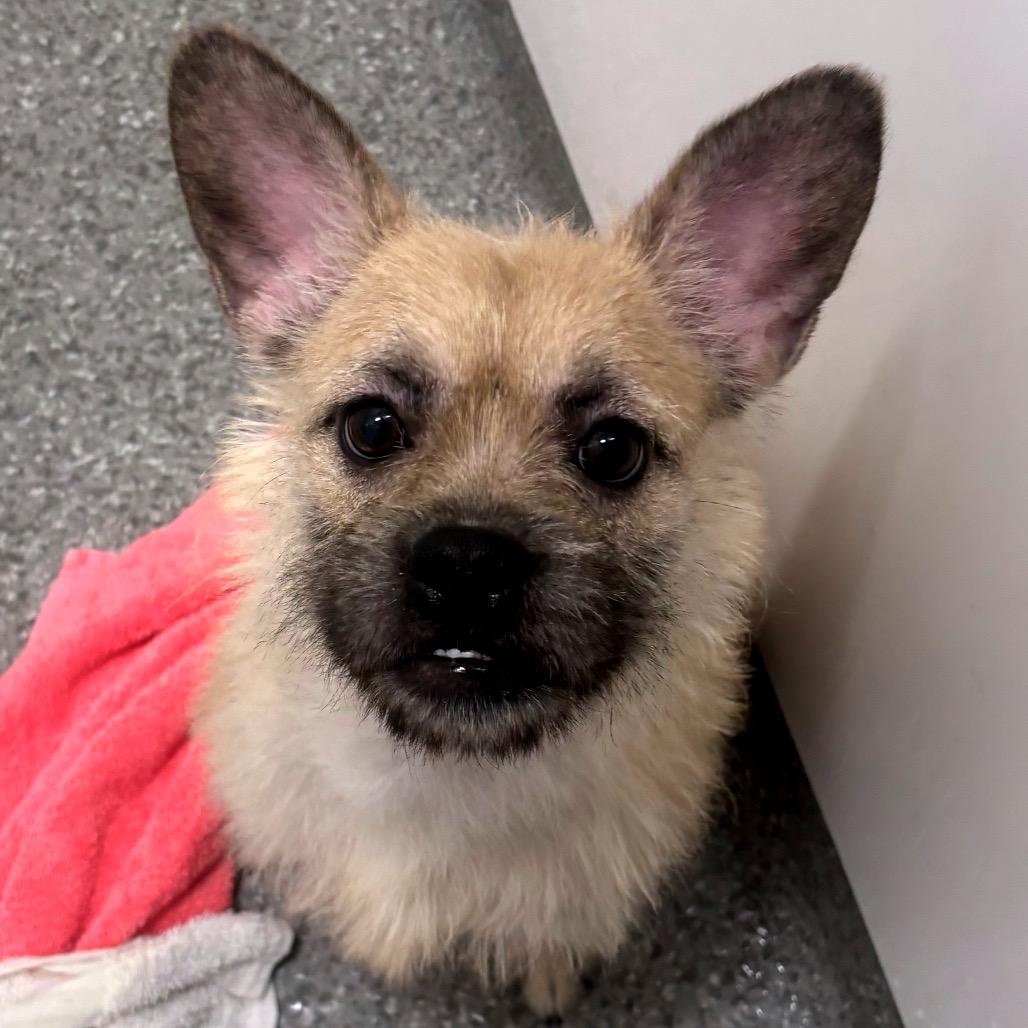 Gloria, ADOPTABLE, Adult Female Mixed Breed.