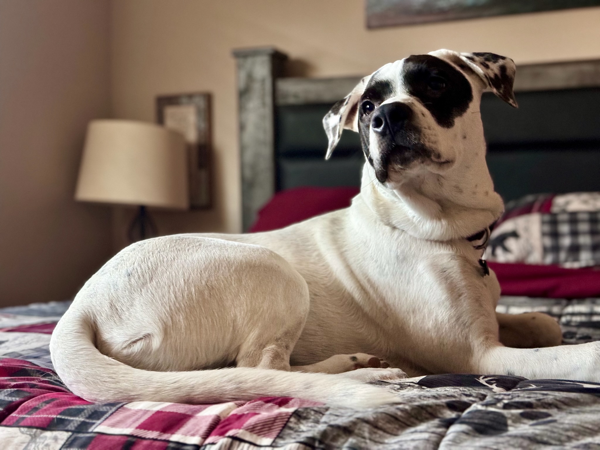 Bruce, a Adoptable mixed breed in Selma, CA image 2/6