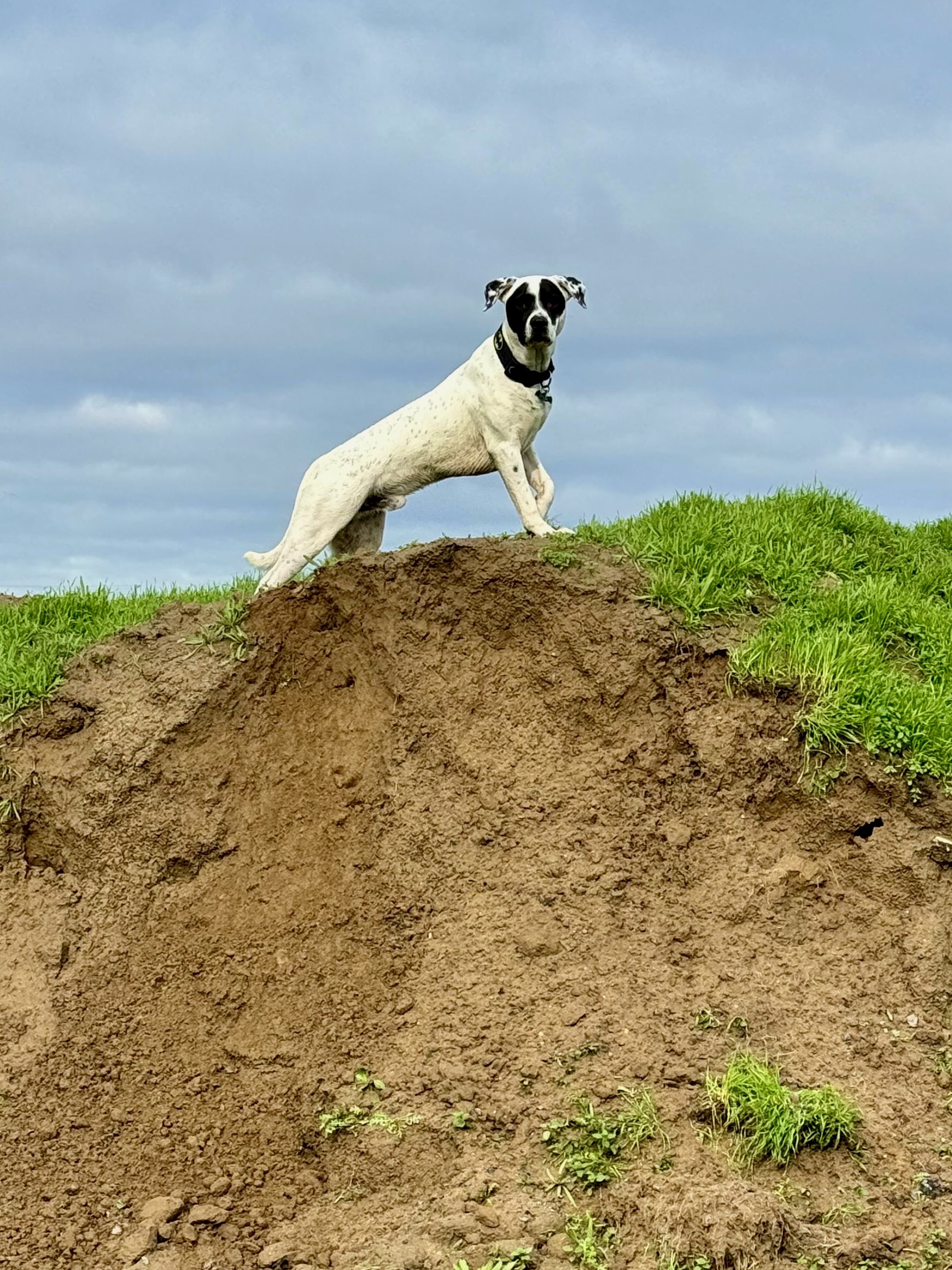 Bruce, a Adoptable mixed breed in Selma, CA image 3/6