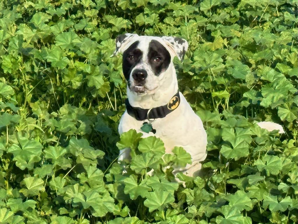 Bruce, a Adoptable mixed breed in Selma, CA image 4/6