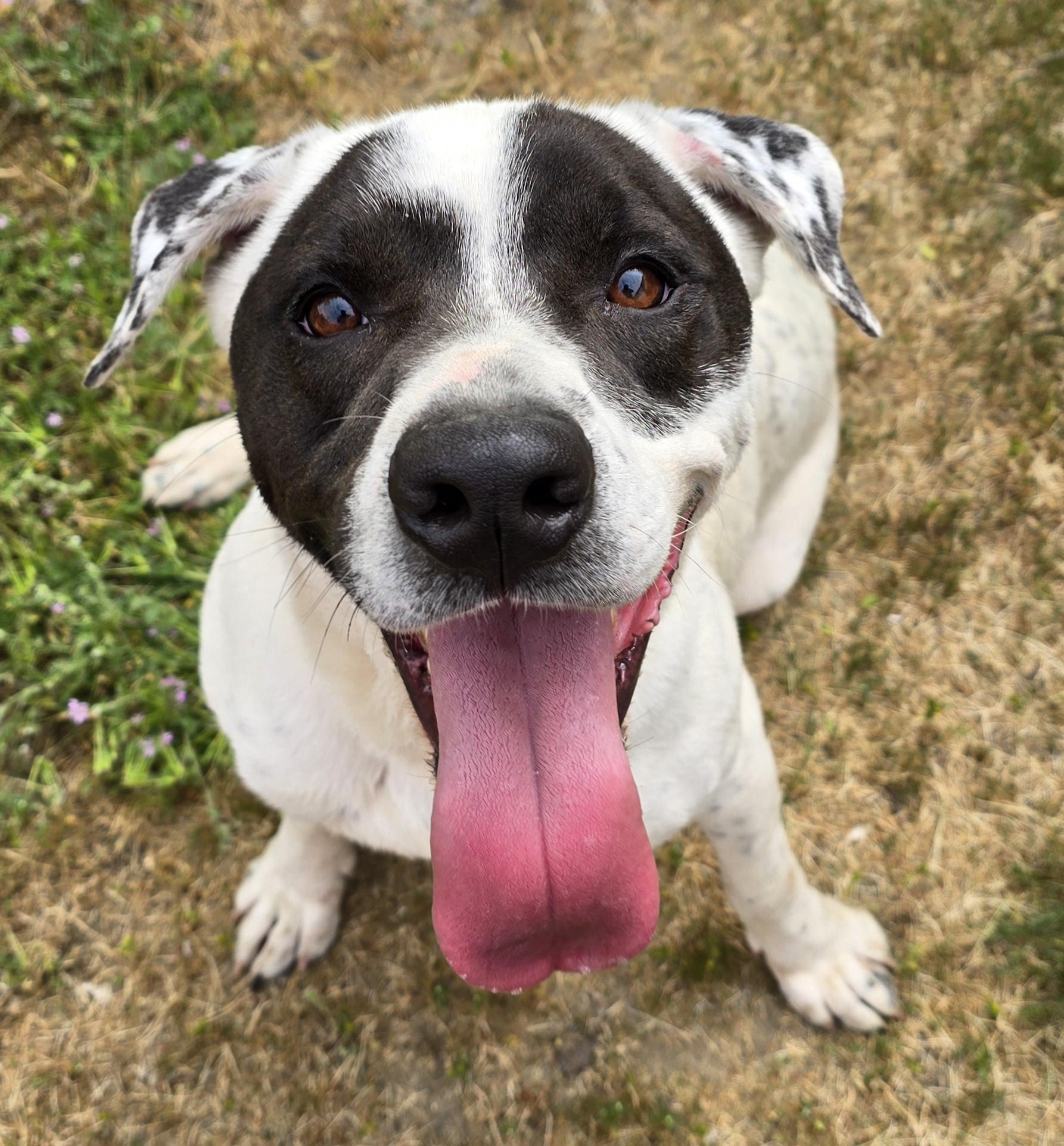 Bruce, a Adoptable mixed breed in Selma, CA image 1/6