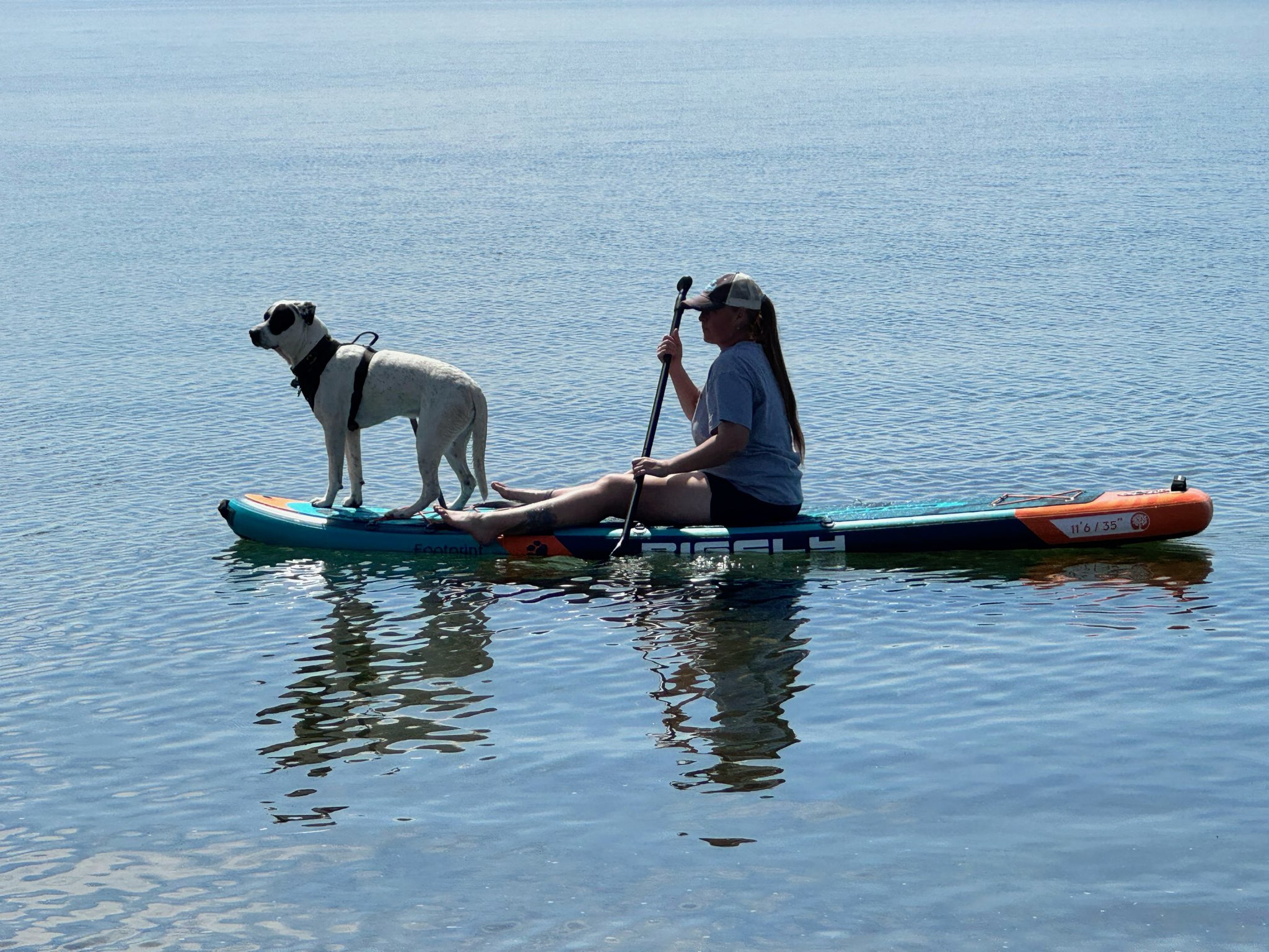 Bruce, a Adoptable mixed breed in Selma, CA image 5/6