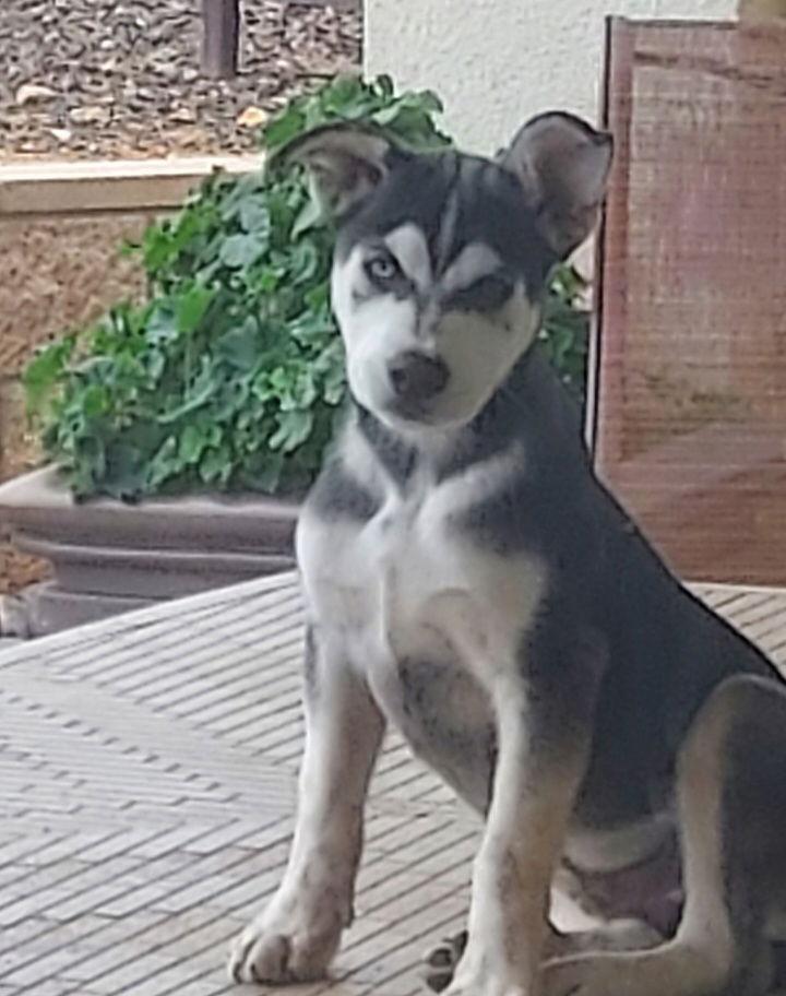 Bo, Adoptable, Young Male Australian Shepherd.