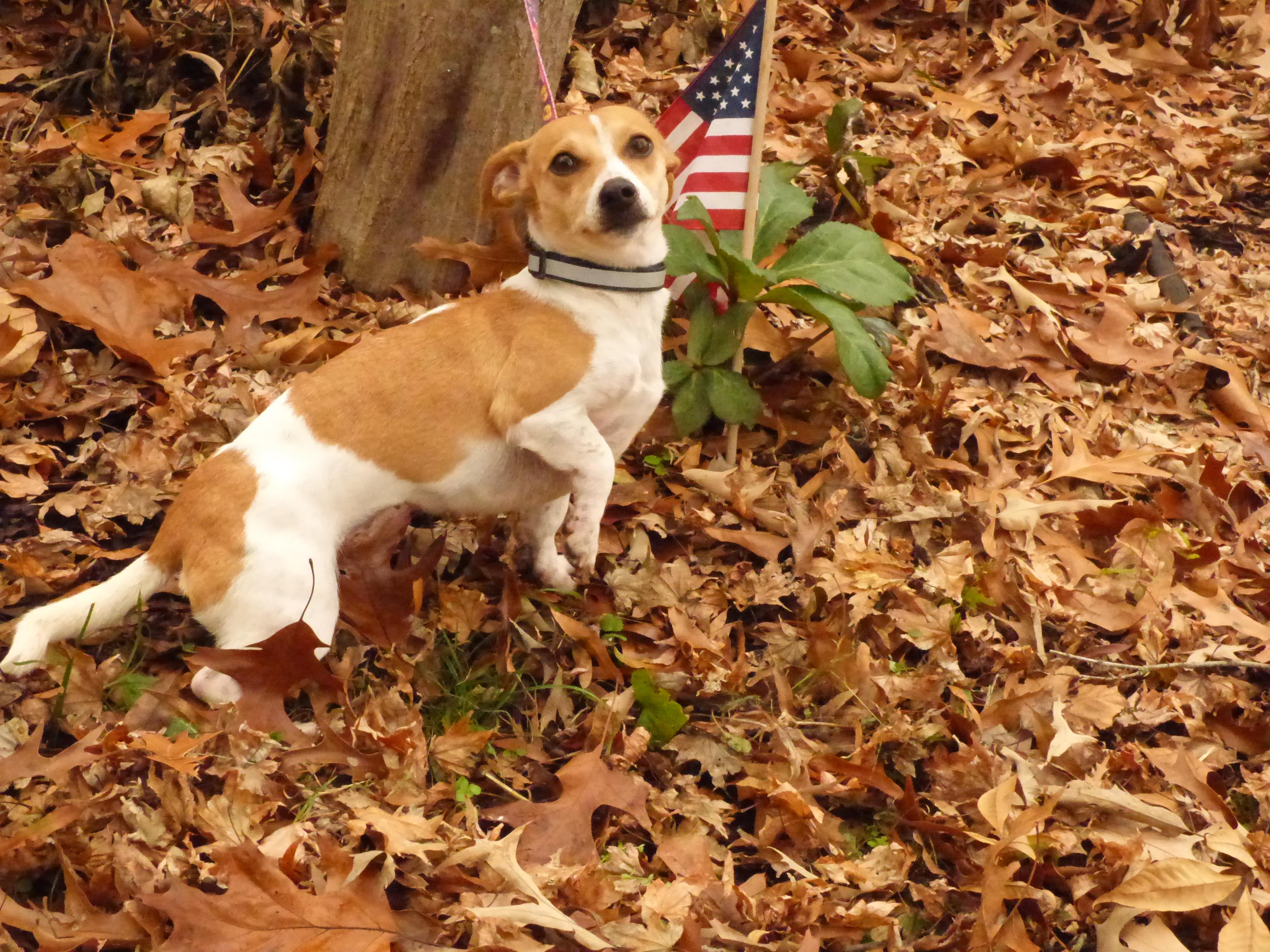 Ainsley, a Adoptable Jack Russell Terrier in Newburgh, NY image 1/5