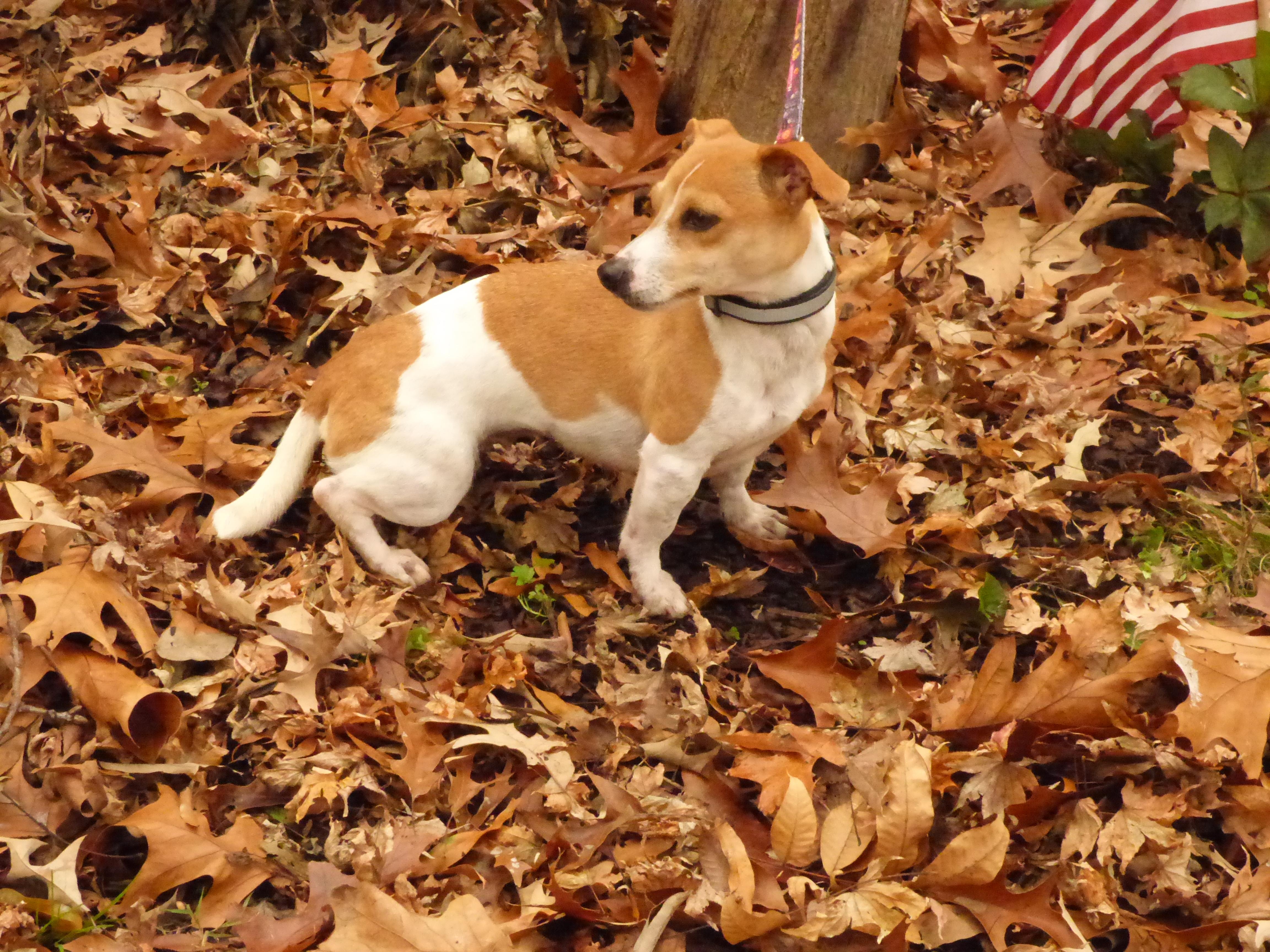 Ainsley, a Adoptable Jack Russell Terrier in Newburgh, NY image 4/5