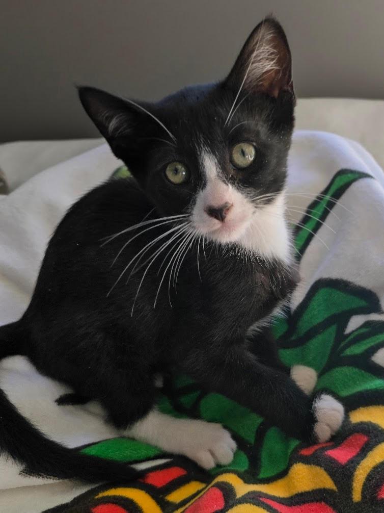 Enlarge ZZ   Skipper, a Adoptable Domestic Short Hair in Seal Beach, CA image 2/2