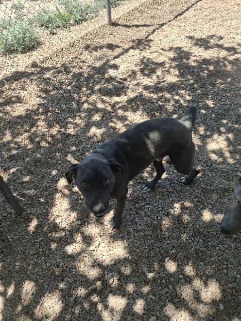 Ripper, ADOPTABLE, Young Male Labrador Retriever.