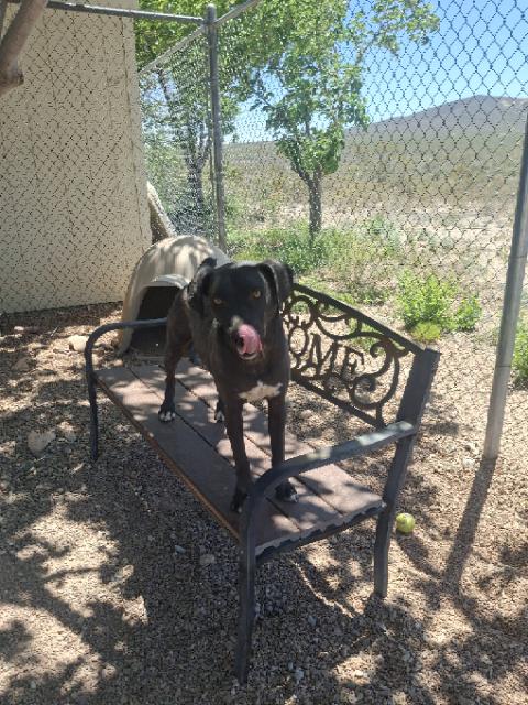 Enlarge Ripper, a ADOPTABLE mixed breed in Tombstone, AZ image 2/3