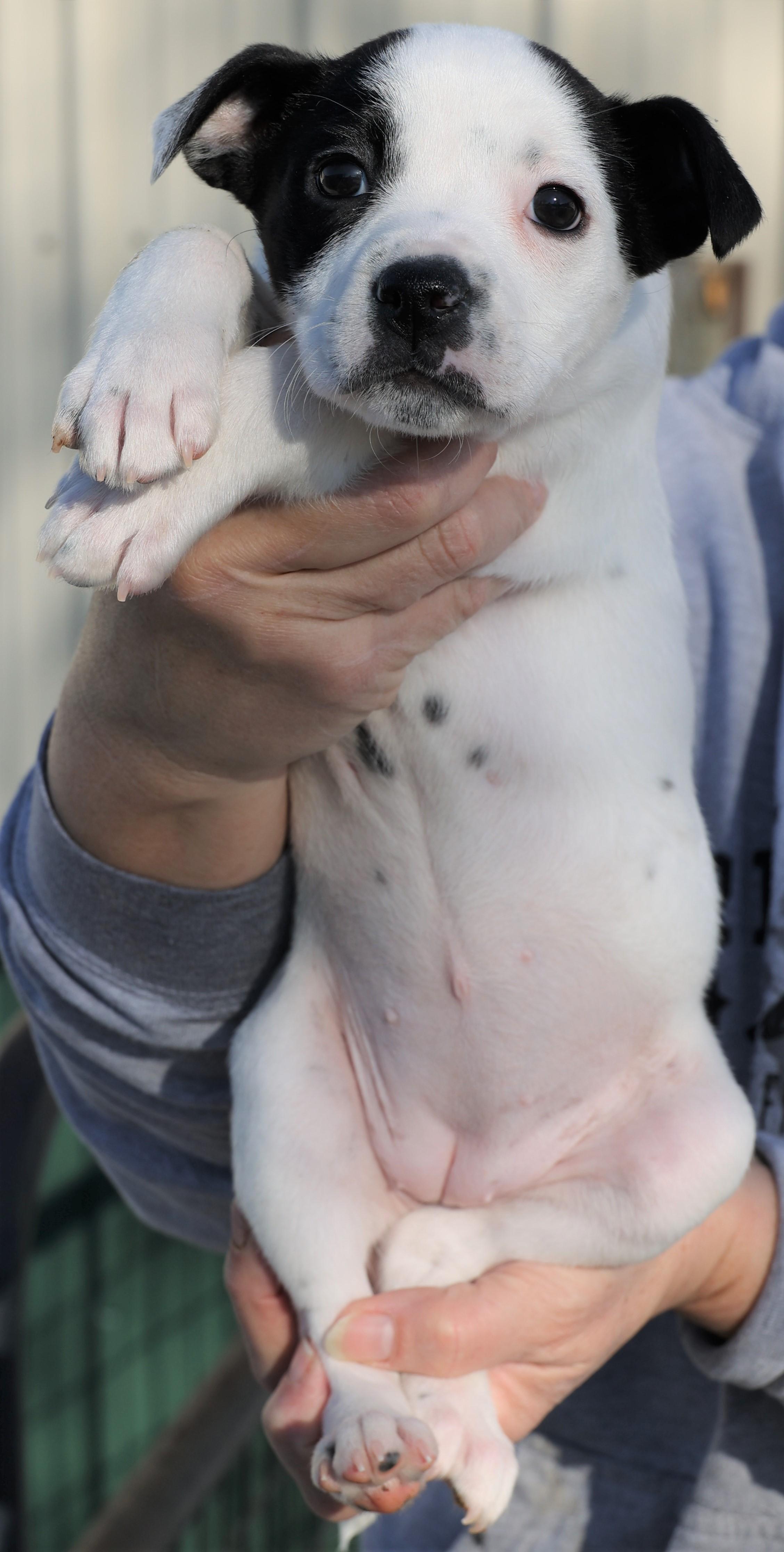 Lily-Pending!, an adoptable mixed breed in Frederick, MD image 5/5