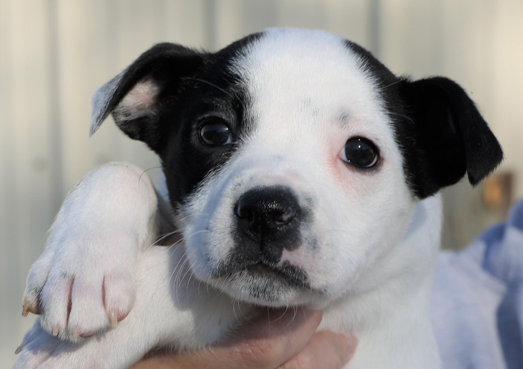 Lily-Pending!, adoptable, Puppy Female Boston Terrier.