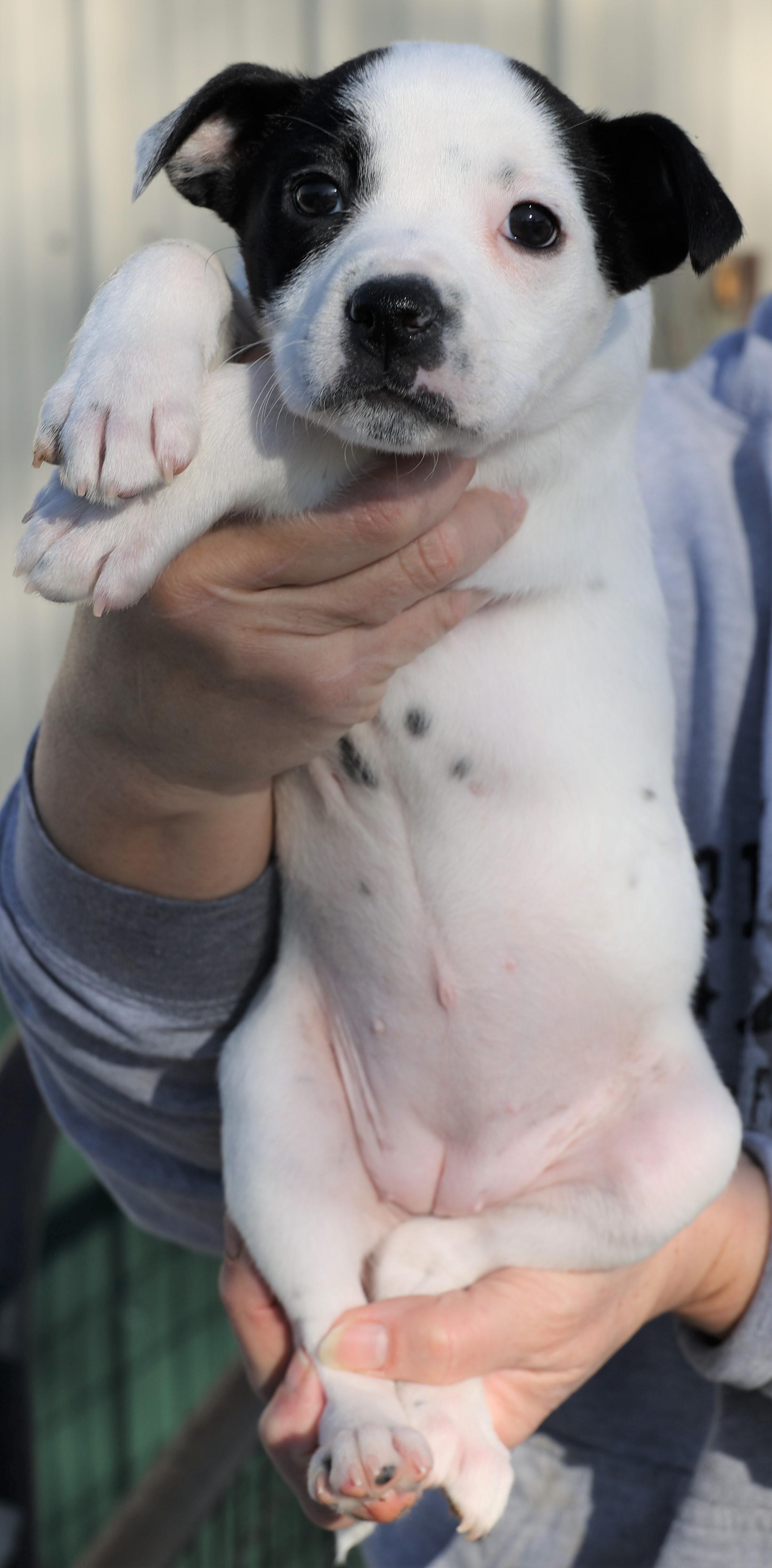 Lily-Pending!, an adoptable mixed breed in Frederick, MD image 4/5